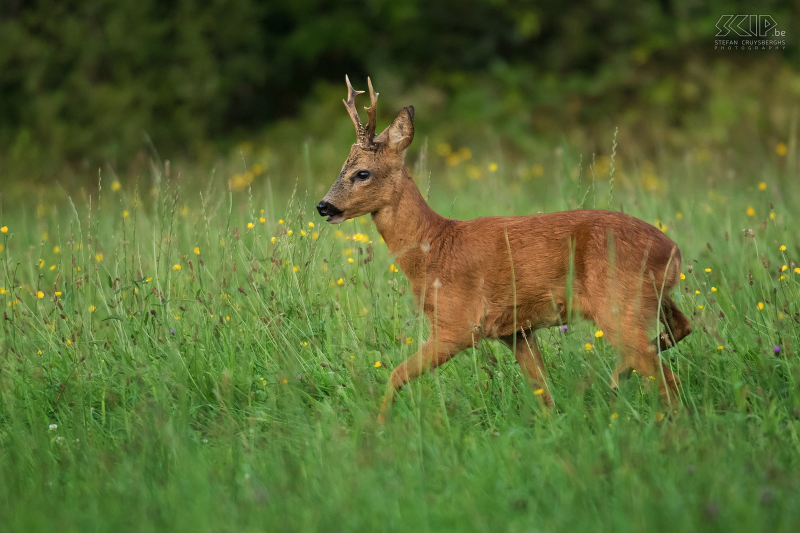 Reebok In de schemering wagen reeën zich in open terrein om te grazen. In tegenstelling tot andere hertachtigen hebben reeën geen staart maar de mannelijke dieren hebben het grootste deel van het jaar wel een gewei. In augustus kon ik enkele reebokken en geiten regelmatig in dezelfde weide nabij een bosrijk gebied in Aarschot aantreffen. Stefan Cruysberghs